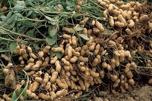 Cómo cultivar cacahuetes